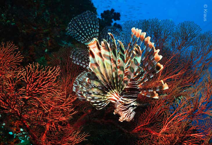 Lionfish-Night-Dive-Tulamben