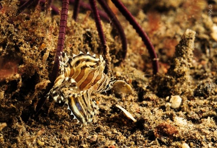 Lionfish-Shortfin