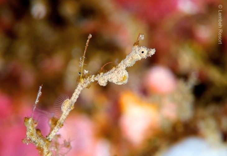 Macro-Lembeh-Sea-Dragon