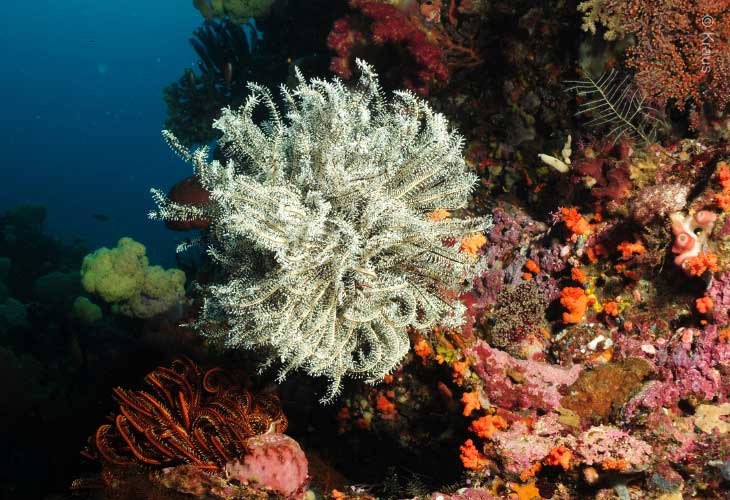 Tulamben-Drop-Off-Dive-Site