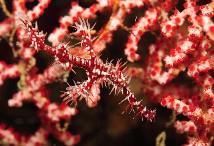 Ghost-Pipefish-Tulamben