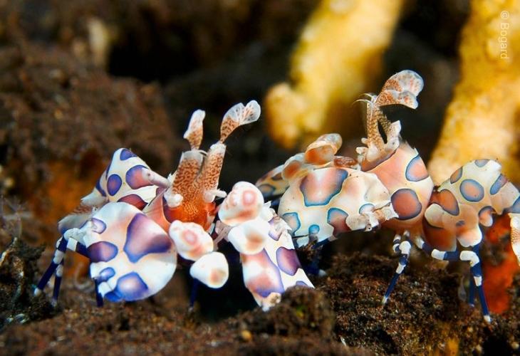 Harlequin-Shrimp-Tulamben
