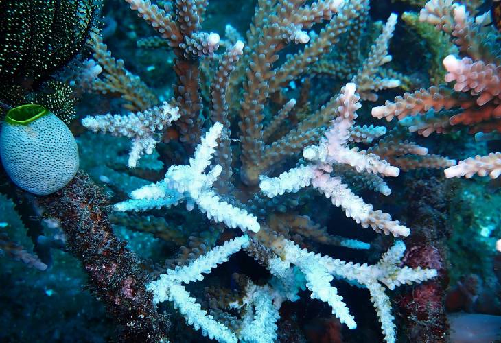 Impact-on-Coral