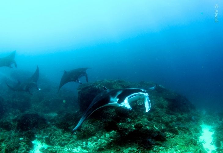 Manta-Nusa-Penida
