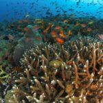 Ocean-Acidification