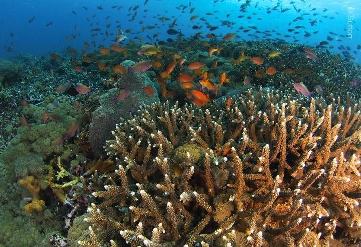 Ocean-Acidification