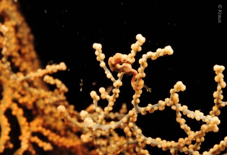 Pygmy-Seahorse-Tulamben