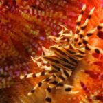 Rare-Marine-Creatures
