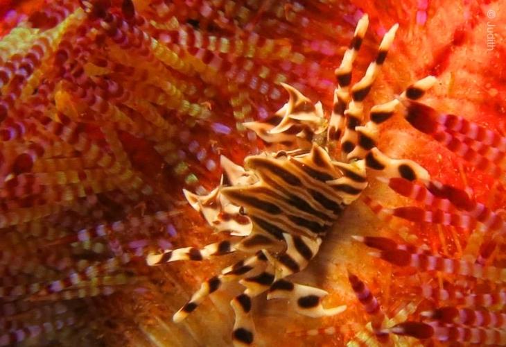 Rare-Marine-Creatures