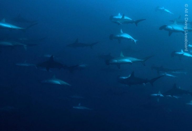 Diving-Banda-Hammerhead-Shark
