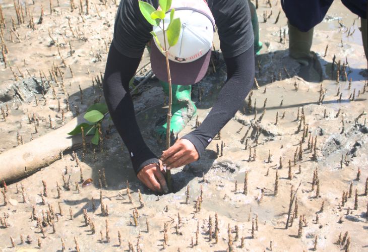 Protecting-Mangrove-Forest