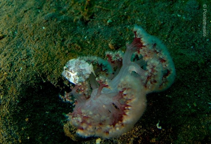 Sediment-on-Coral-Reefs