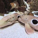 Coral-Reef-Predator