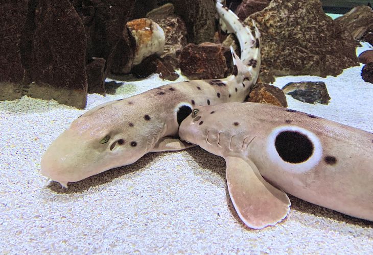 Coral-Reef-Predator