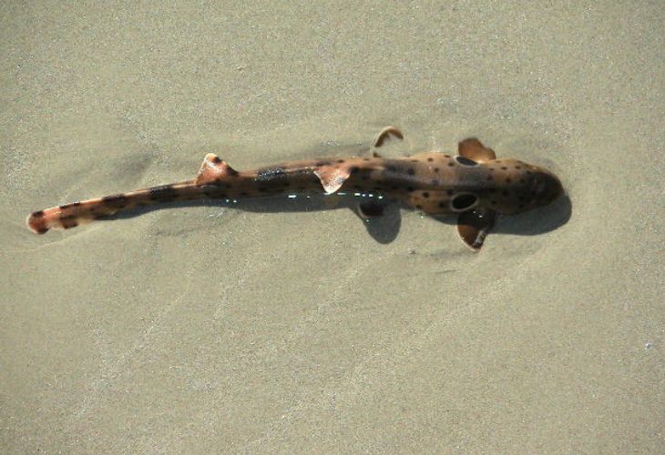 Epaulette-Shark-Seabed