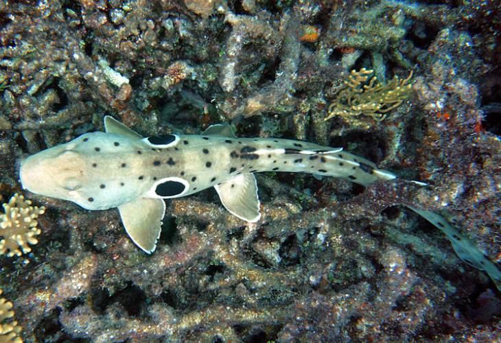 Walking-Shark-Coral-Reef